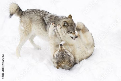 Timber wolves or Grey Wolf (Canis lupus) isolated on a white background playing in the winter snow in Canada © Jim Cumming