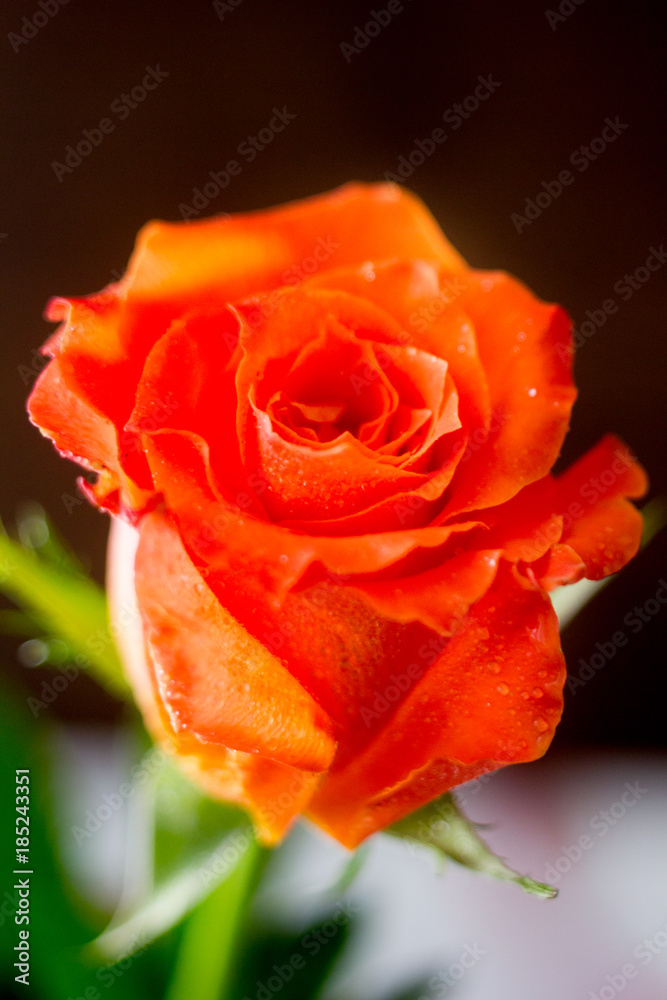 Beautiful orange rose on dark background. Beautiful orange rose on dark background.