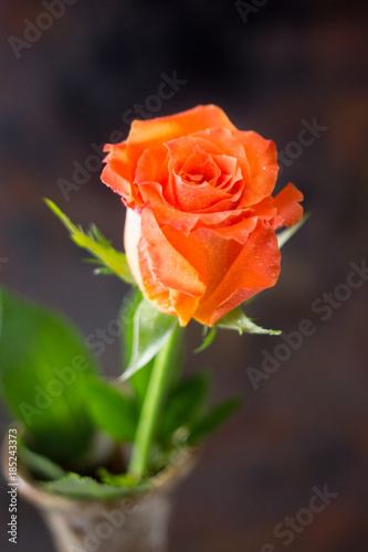 Beautiful orange rose on dark background.