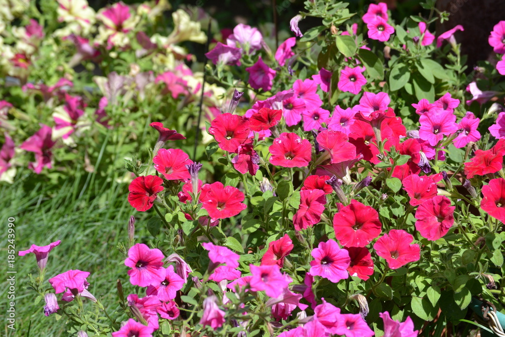 Many flowers of petunias. A carpet of petit in the summer garden.