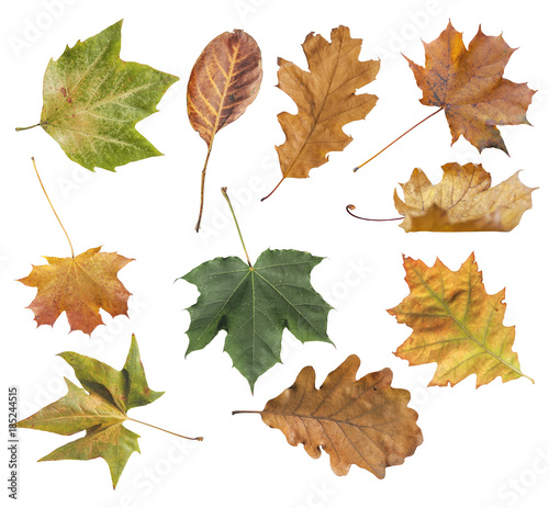 Various autumn leaf from park isolated on white background