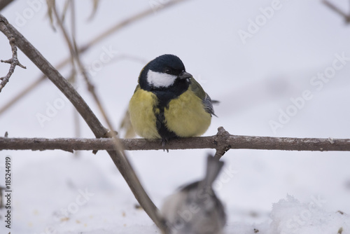 Big Titmouse sits on a tree photo