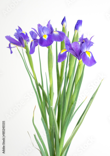 Fototapeta Naklejka Na Ścianę i Meble -  Bouquet of flowers of purple irises on a white