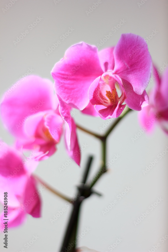Fototapeta premium Beautiful purple orchid phalaenopsis flowers. Orchid flowers.