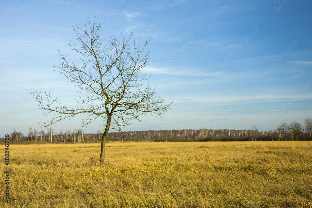 Single leafless tree on a wild meadow