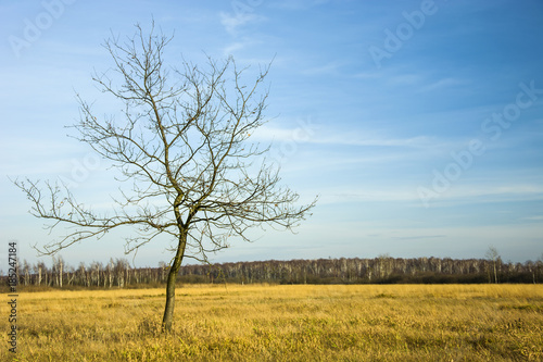Single leafless tree in a meadow