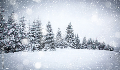 christmas background of snowy winter landscape © Melinda Nagy