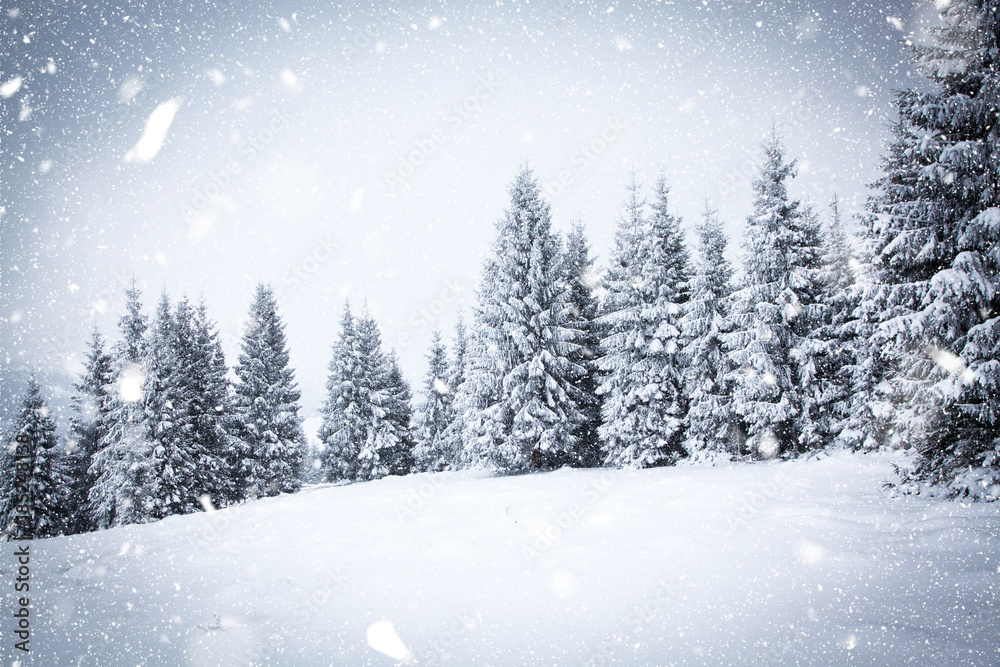 Fototapeta christmas background of snowy winter landscape
