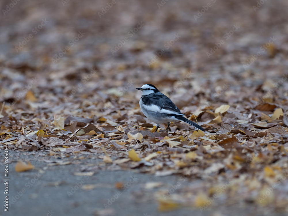 Obraz premium 枯れ葉とハクセキレイ