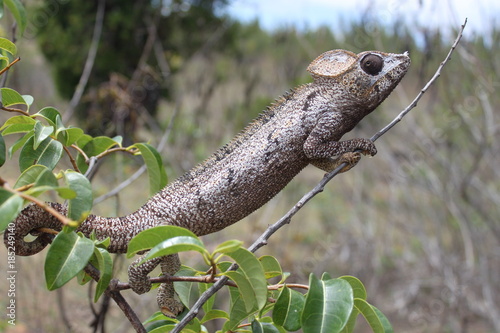 Chamäleon in Madagaskar