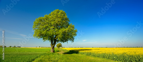 Old Linden Trees along Farm Track through Fields of Rapeseed and Wheat, Spring Landscape under Blue Sky © AVTG
