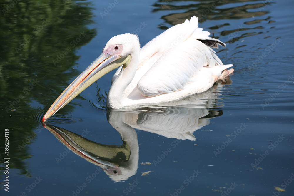Great white Pelican (Pelecanus onocrotalus) in the Pond Great white Pelican (Pelecanus onocrotalus) in the Pond
