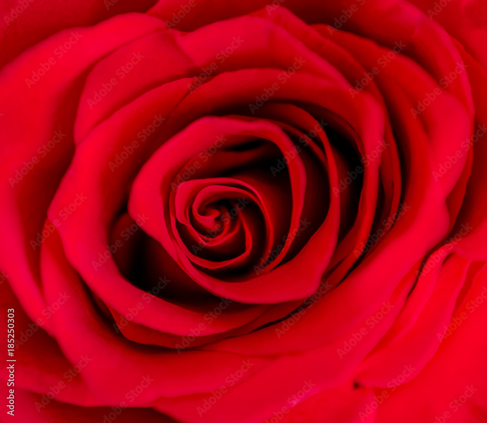 beautiful close up red rose beautiful close up red rose