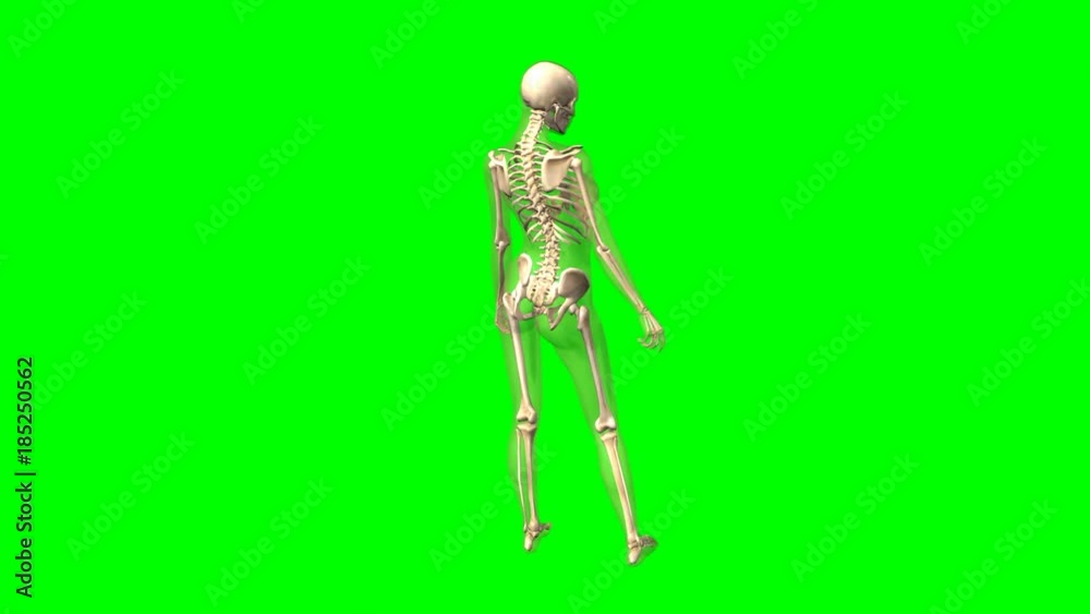 Rotazione scheletro femminile su sfondo chroma key