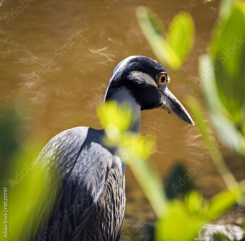 Yellow-Crowned Night-Heron