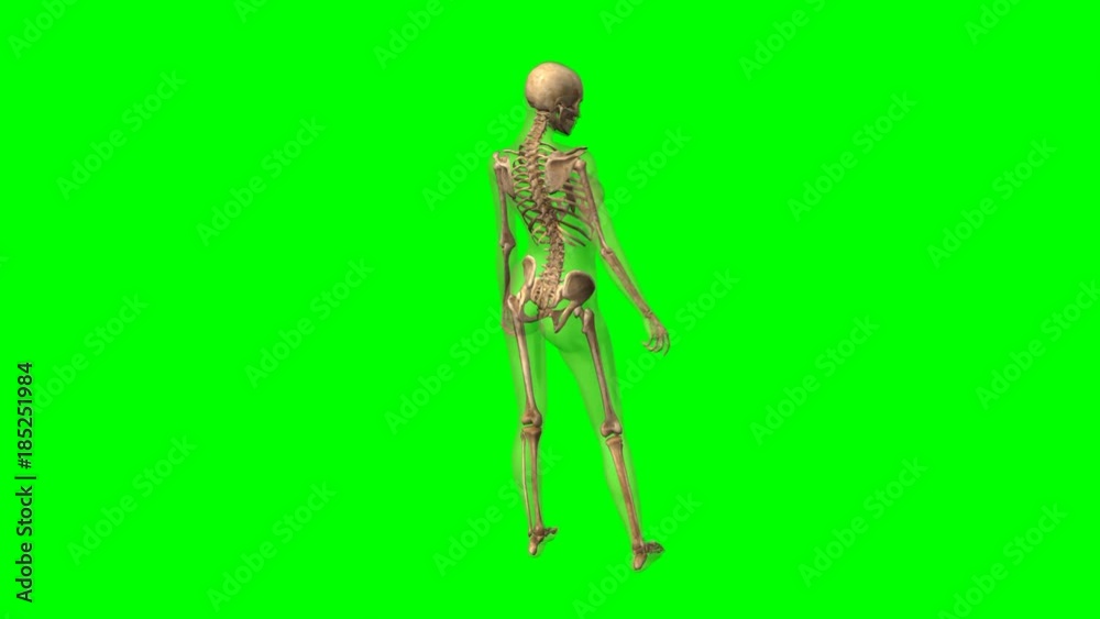 Rotazione scheletro femminile su sfondo chroma key