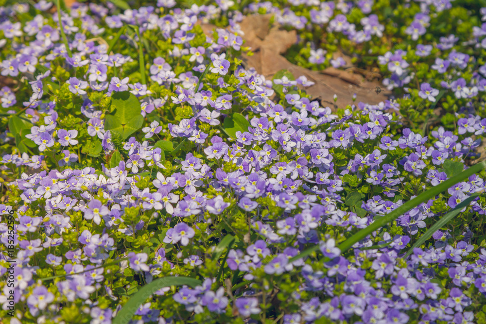 Obraz premium carpet of flowers. Purple beauty
