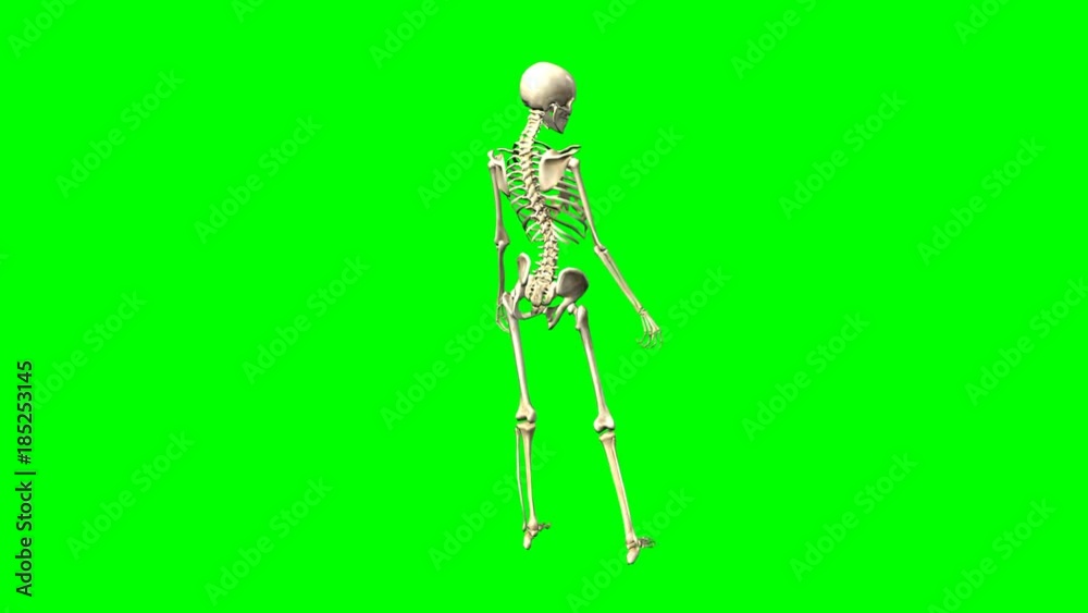 Rotazione scheletro femminile su sfondo chroma key