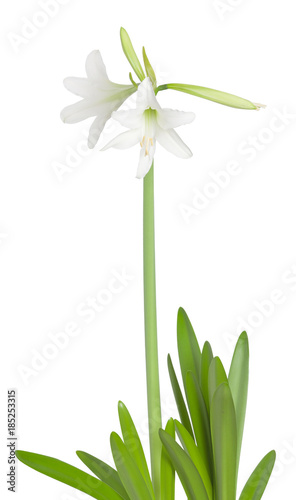 Amaryllis Hippeastrum sonatini Swan Lake isolated on white background