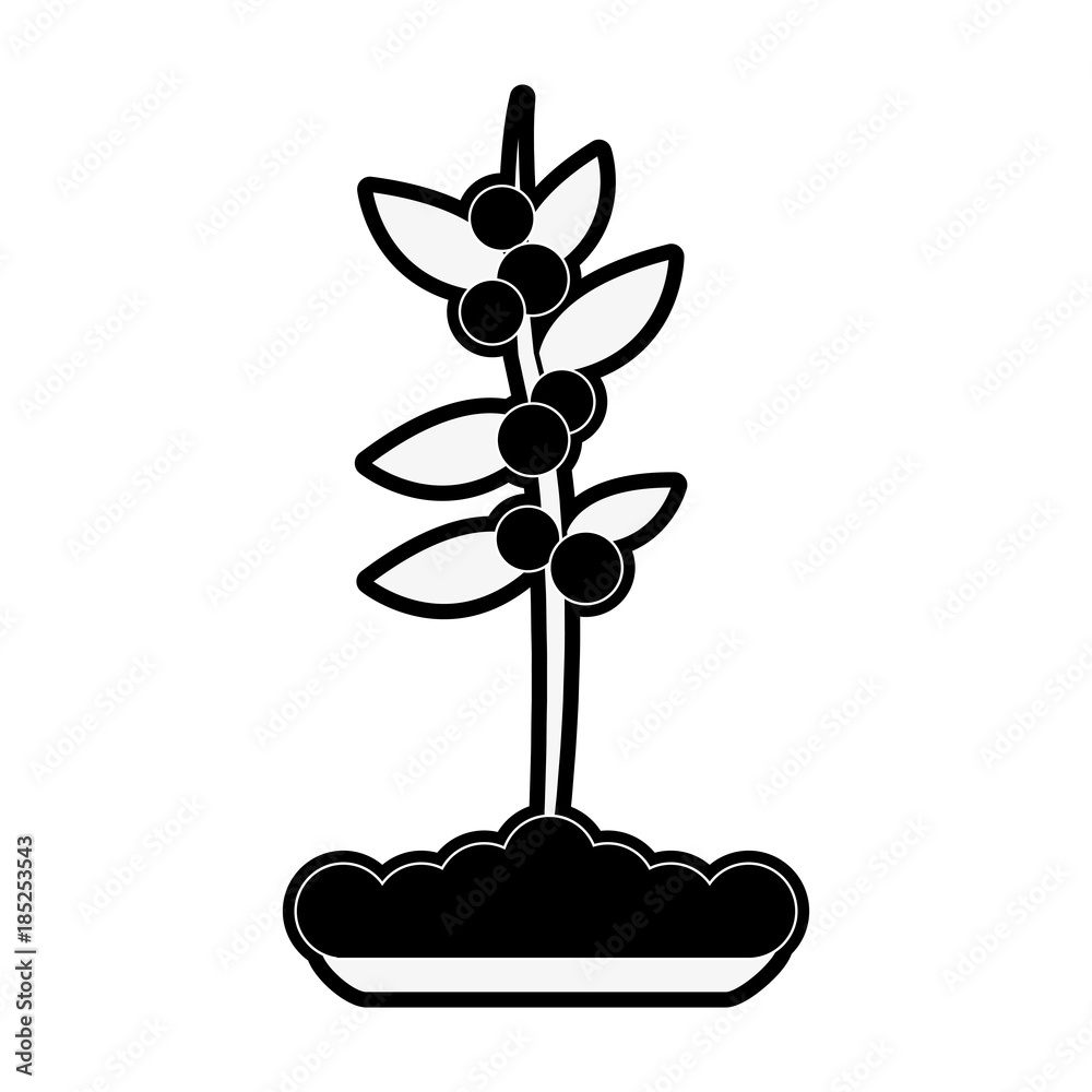 Coffee plant isolated Coffee plant isolated