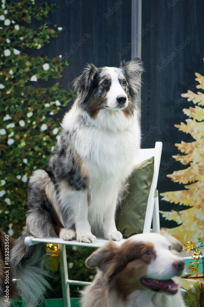 Australian Shepherd Dog at Dog Show Posing Australian Shepherd Dog at Dog Show Posing