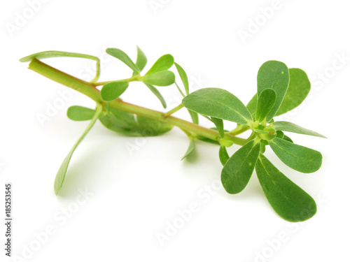 purslane (Portulaca oleracea) on a white background