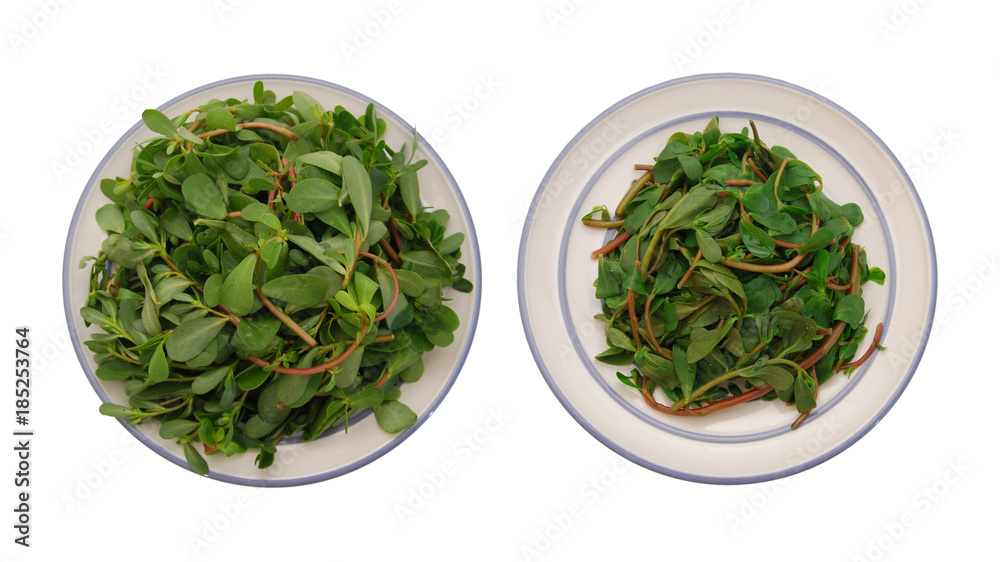 purslane (Portulaca oleracea) on a white background purslane (Portulaca oleracea) on a white background