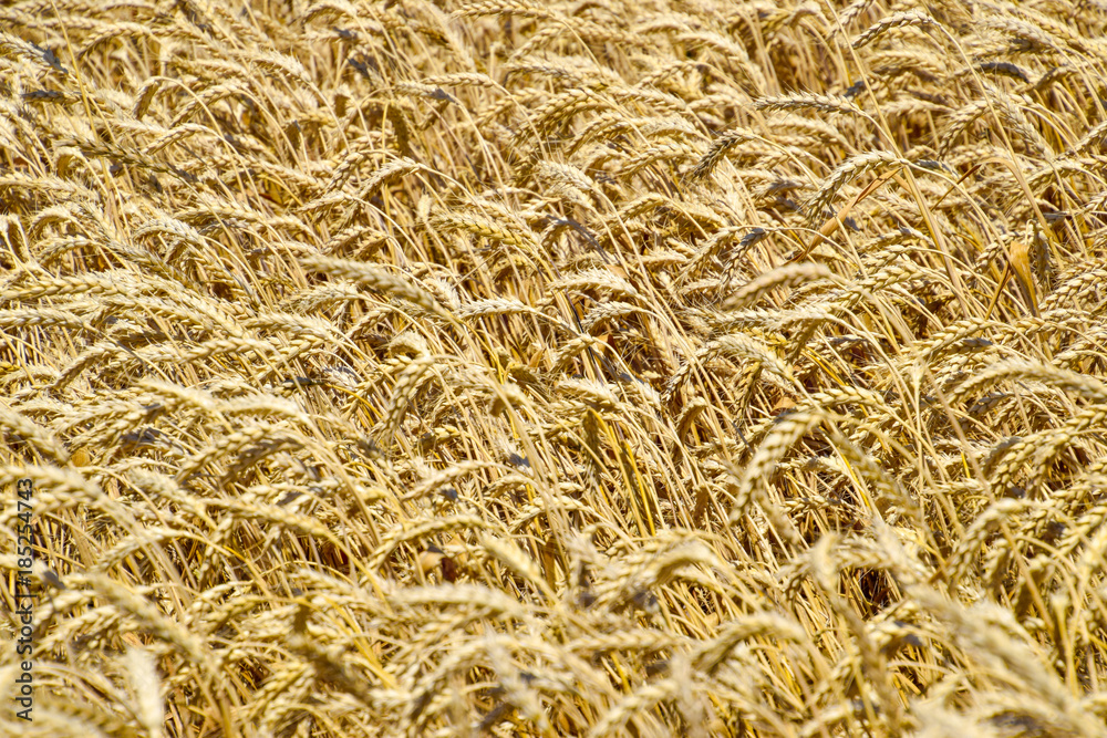 field of wheat. Photo Shooting quadrocopters field of ripe crops.
