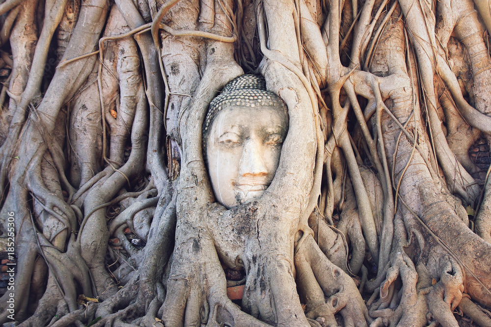 Head of a stone Buddha in the tree roots.  Wat Mahathat, Ayutthaya Historical park. Ayutthaya, Thailand.