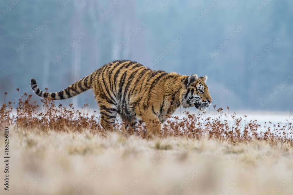 Fototapeta premium tiger, siberian tiger(Panthera tigris altaica)