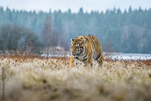 tiger, siberian tiger(Panthera tigris altaica) © vaclav