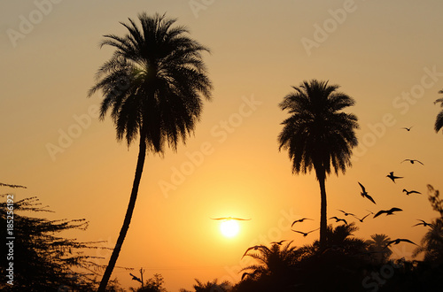 A beautiful view of sunrise in early morning at nature with flying birds  trees and silhouette of same. 