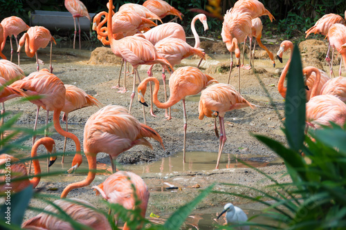 flock of pink flamingos in a zoo