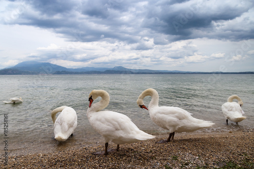 Fototapeta Naklejka Na Ścianę i Meble -  Beautiful landscape with graceful white swans are on the shore of the famous Italian lake Garda. Five wild birds swans walk along the coast.