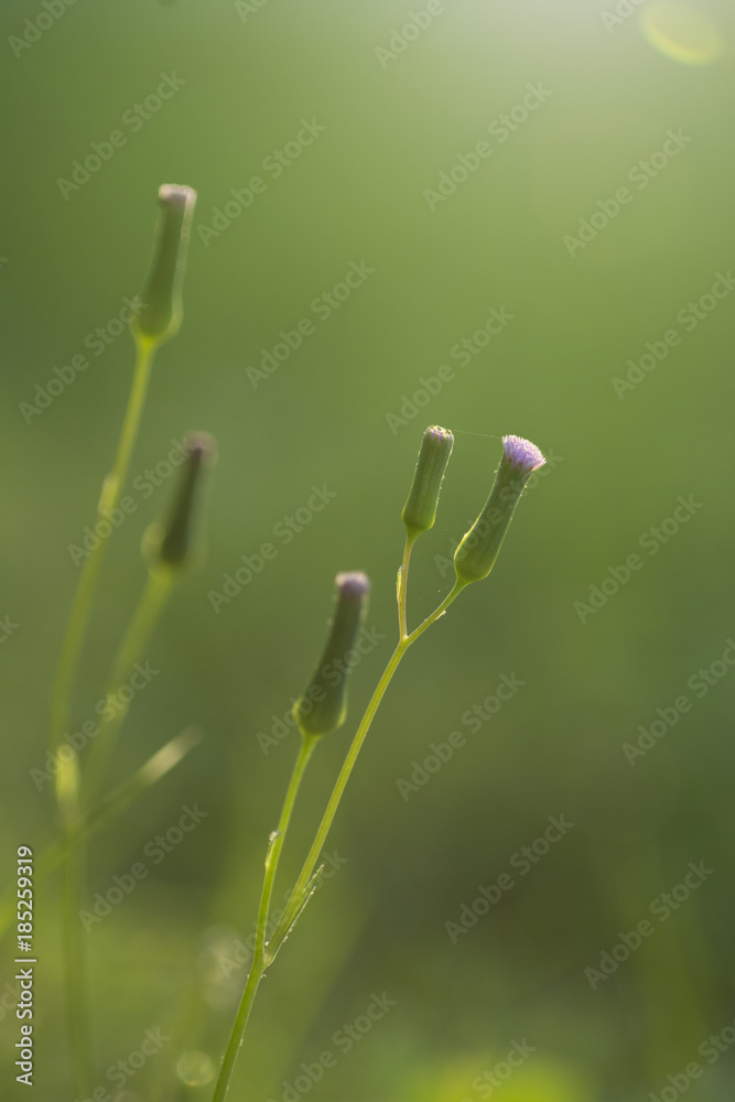 Flower bouquet over green background Flower bouquet over green background
