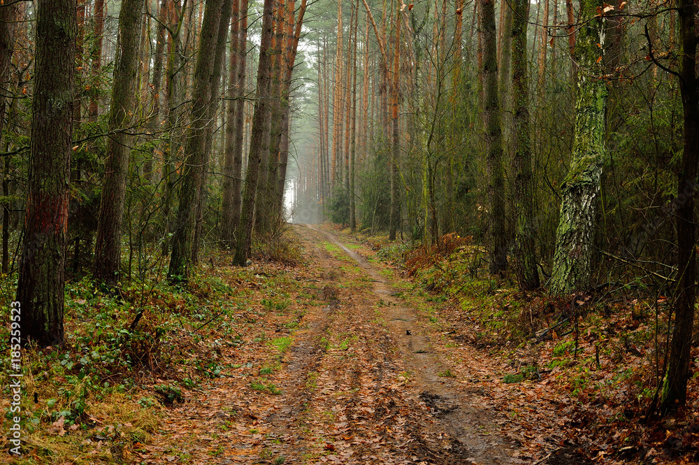 Leśna droga w pogodny słoneczny jesienny dzień.