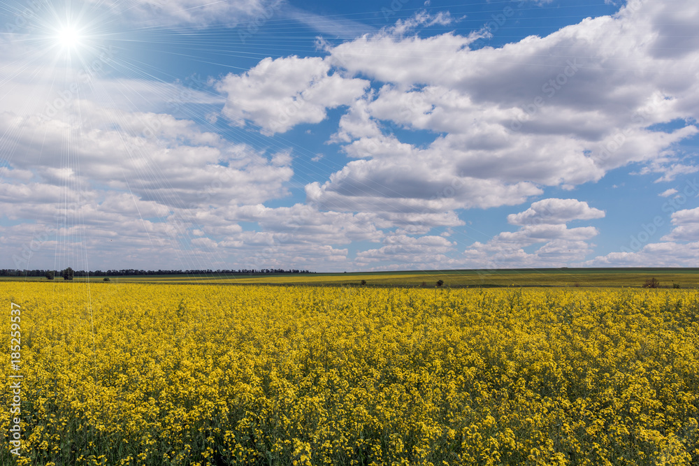 Obraz premium Yellow oil rape seeds in bloom. Field of rapeseed - plant for green energy.