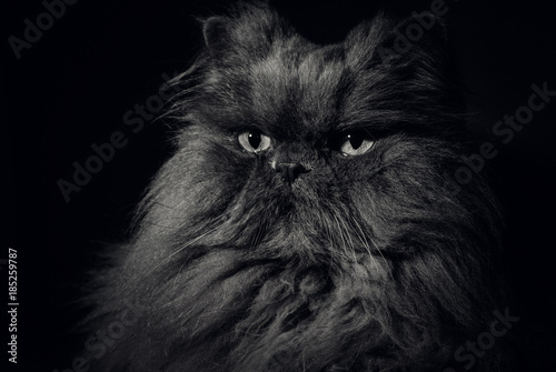 persian cat