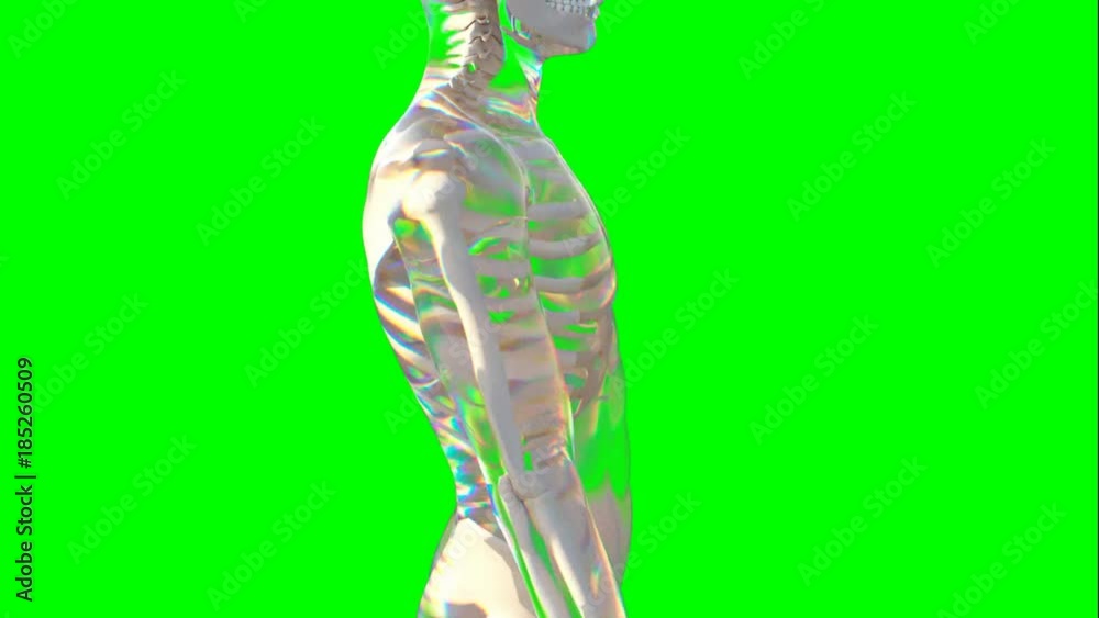 Rotazione e scansione verticale scheletro maschile su sfondo chroma key