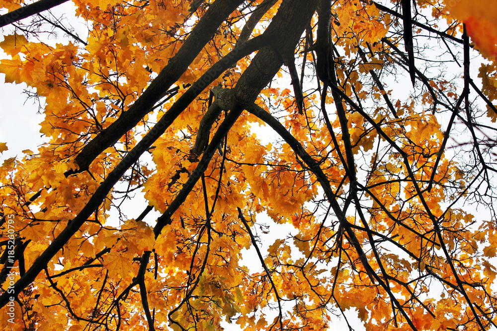 Tops of trees. Autumn. Beautiful autumn. Yellow trees. Fall leaves. After the rain Tops of trees. Autumn. Beautiful autumn. Yellow trees. Fall leaves. After the rain