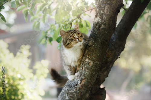 Fototapeta Naklejka Na Ścianę i Meble -  Fluffy cat sitting on a tree