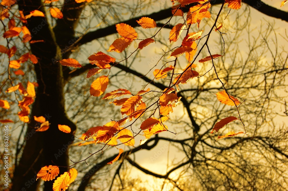 A close-up image of colourful Autumn leaves. A close-up image of colourful Autumn leaves.