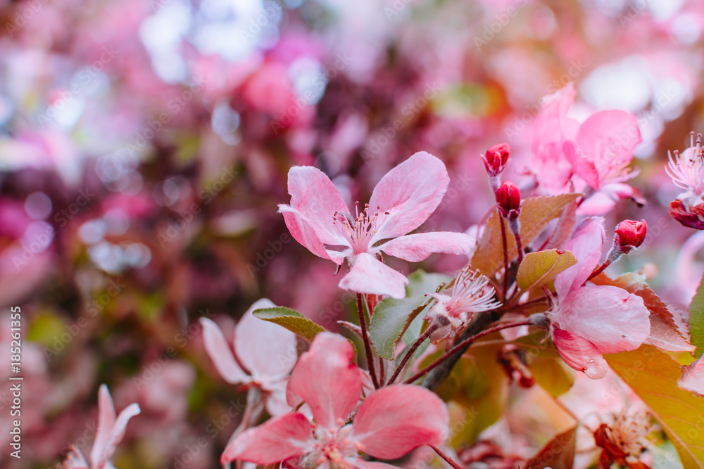 Spring branches of an apple-tree with pink flowers