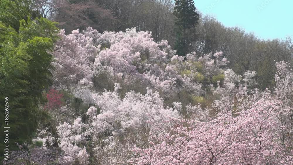 福島県 花見山公園 春 Japan scenery spring 福島県 花見山公園 春 Japan scenery spring