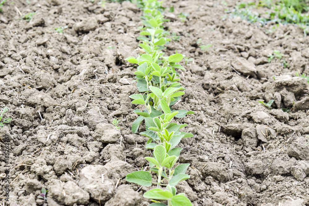 the Soy field.