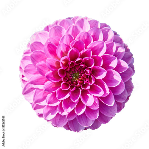 Beautiful red white dahlia. Isolated on white in the background