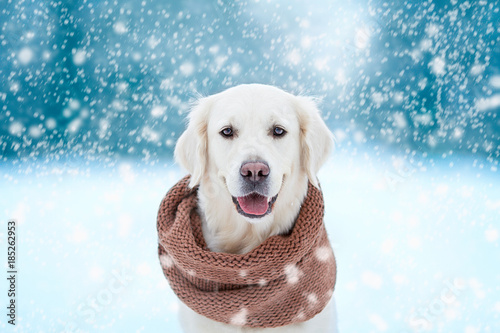 dog on winter background