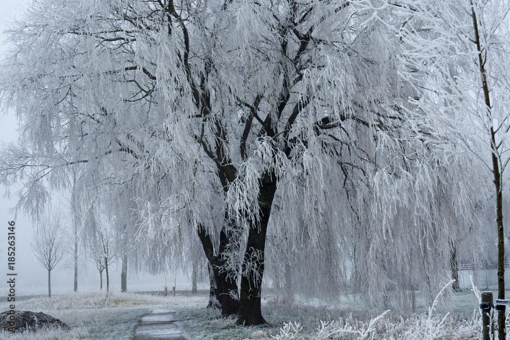 Landscape in the winter with weeping willow tree with snow and frost