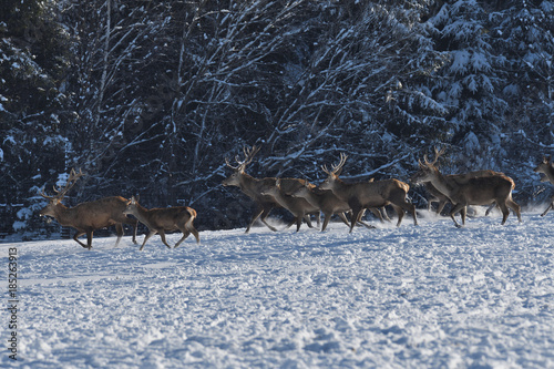 Deers deerskin walking in the winter on the snow 