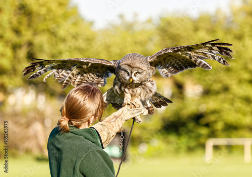 Burnham on sea, somerset, U.K.  23rd June 2015 European Eagle owl staring at handler.